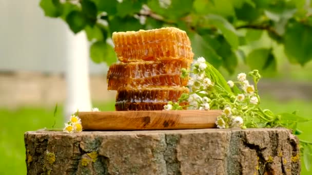 在花园里的蜂窝里采蜜 有选择的重点 — 图库视频影像