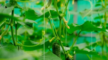 Salatalıklar hasatın dallarında asılı. Seçici odaklanma. yiyecek.