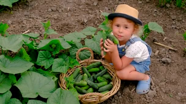 Child Harvests Cucumbers Greenhouse Selective Focus Food — Stock Video