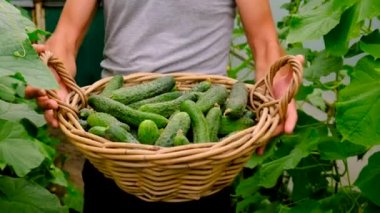 A farmer harvests cucumbers in a greenhouse. Selective focus. Food.