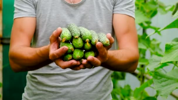 Farmer Harvests Cucumbers Greenhouse Selective Focus Food — Stock videók