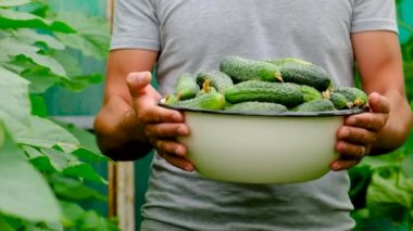 A farmer harvests cucumbers in a greenhouse. Selective focus. Food.