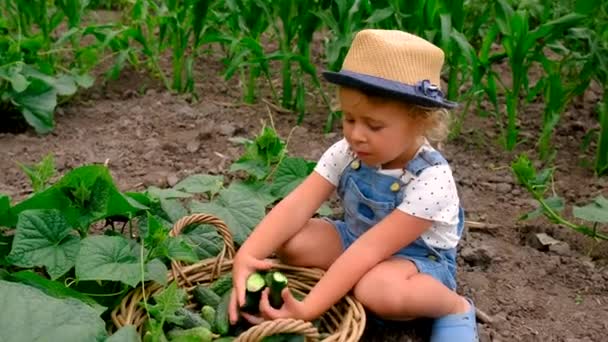 Bir Çocuk Bir Serada Salatalık Topluyor Seçici Odaklanma Yiyecek — Stok video