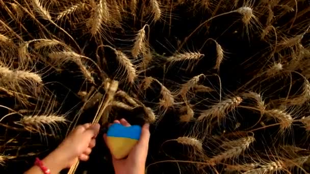 Enfant Dans Champ Blé Avec Drapeau Ukraine Concentration Sélective Nature — Video