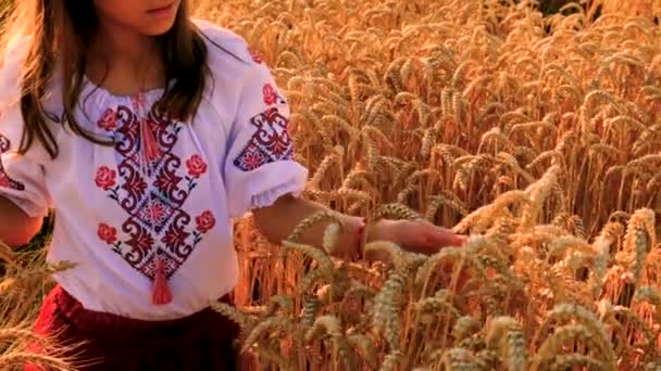 Ukrajinské Dítě Vyshyvance Pšeničném Poli Selektivní Soustředění Nature — Stock video