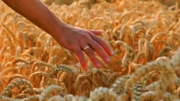 Ένας Αγρότης Ένα Χωράφι Ελέγχους Σιταριού Επιλεκτική Εστίαση Φύση — Αρχείο Βίντεο