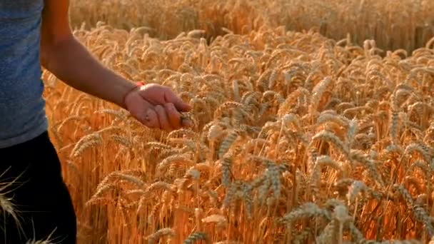 Farmář Poli Pšeničnými Kontrolami Selektivní Soustředění Příroda — Stock video