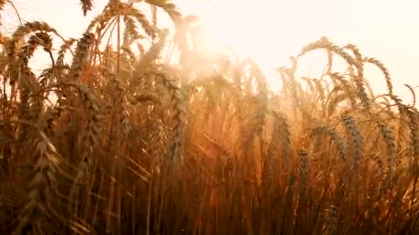 Σιτάρι Καλλιέργεια Αγκάθια Συγκομιδή Τομέα Επιλεκτική Εστίαση Φύση — Αρχείο Βίντεο