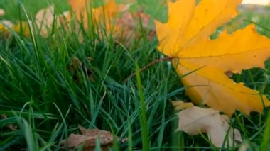 Parkta sonbahar yaprakları. Seçici odaklanma. Doğa.