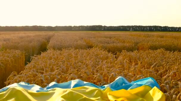 Bandera Ucrania Campo Trigo Enfoque Selectivo Naturaleza — Vídeos de Stock