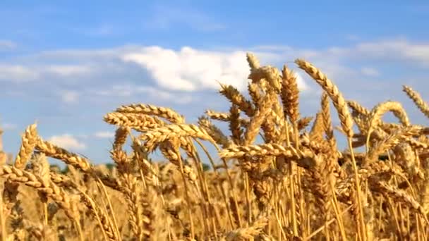 Buğday Yetiştiren Dikenli Ekin Hasadı Seçici Odaklanma Doğa — Stok video