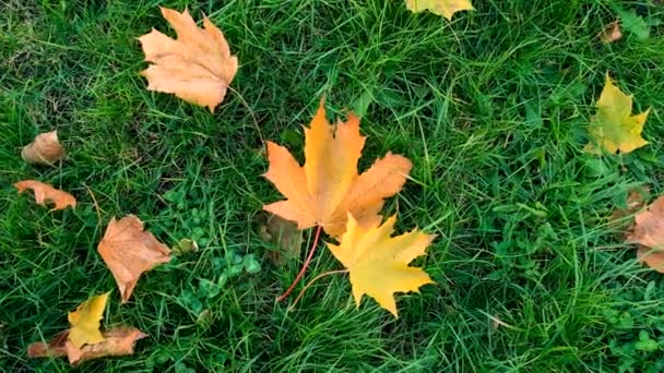 Podzimní Listí Parku Selektivní Soustředění Příroda — Stock video