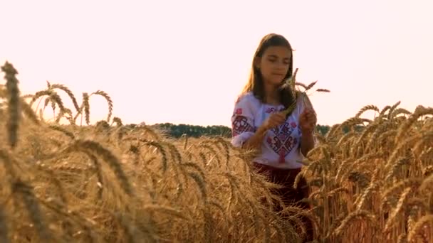 Vyshyvanka Buğday Tarlasında Ukraynalı Bir Çocuk Seçici Odaklanma Doğa — Stok video