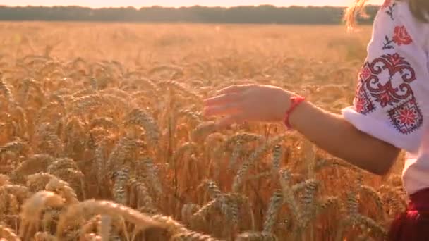 Anak Ukraina Vyshyvanka Ladang Gandum Fokus Selektif Alam — Stok Video