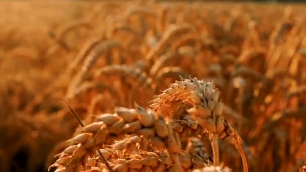 Pšenice Pěstující Hřeby Polní Sklizeň Selektivní Soustředění Nature — Stock video