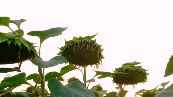 Biji Matang Ladang Bunga Matahari Fokus Selektif Alam — Stok Video