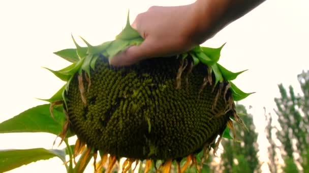 Câmpul Floarea Soarelui Coace Semințe Focalizare Selectivă Natură — Videoclip de stoc