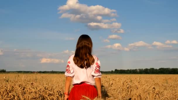 Vyshyvanka Buğday Tarlasında Ukraynalı Bir Çocuk Seçici Odaklanma Doğa — Stok video