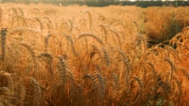 Урожай Пшеницы Растет Шипы Поля Урожай Выборочный Фокус Природа — стоковое видео