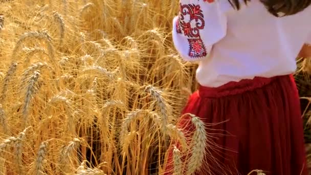 Kind Auf Einem Weizenfeld Mit Der Flagge Der Ukraine Selektiver — Stockvideo