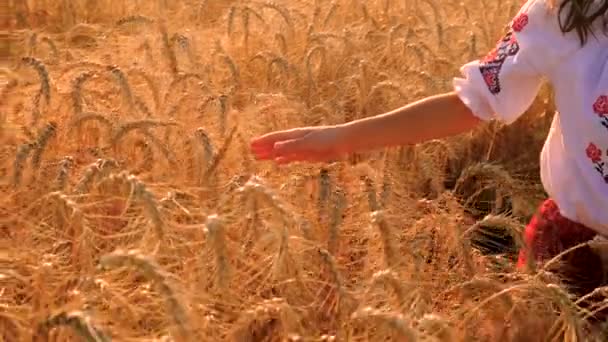Українська Дитина Вишиванці Пшеничному Полі Вибірковий Фокус Природа — стокове відео
