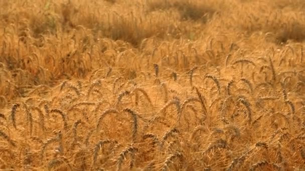 Espiguetas Trigo Que Cultivam Colheita Campo Foco Seletivo Natureza — Vídeo de Stock