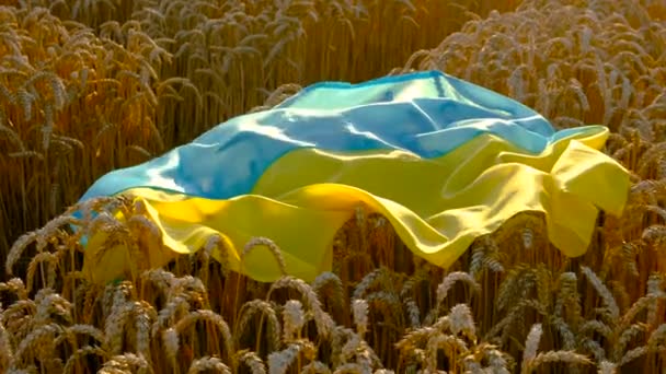 Bandeira Ucrânia Campo Trigo Foco Seletivo Natureza — Vídeo de Stock