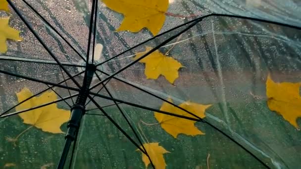 Ombrello Pioggia Autunno Lascia Parco Concentrazione Selettiva Natura — Video Stock
