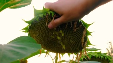 Ayçiçeği tarlası olgunlaşmış tohumlar. Seçici odaklanma. Doğa.