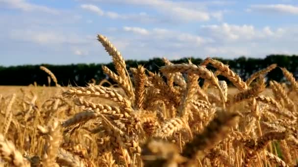 小麦栽培のスパイツフィールド収穫 選択的な焦点 ネイチャー — ストック動画