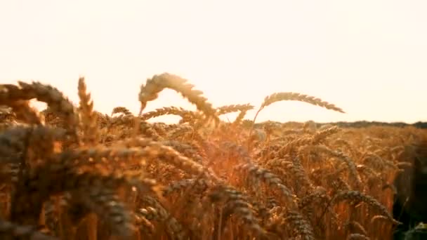 Weizenanbau Stacheln Feldernte Selektiver Fokus Natur — Stockvideo