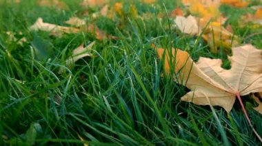 Parkta sonbahar yaprakları. Seçici odaklanma. Doğa.