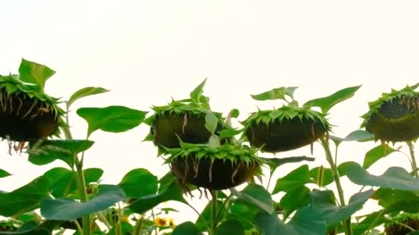 Câmpul Floarea Soarelui Coace Semințe Focalizare Selectivă Natură — Videoclip de stoc