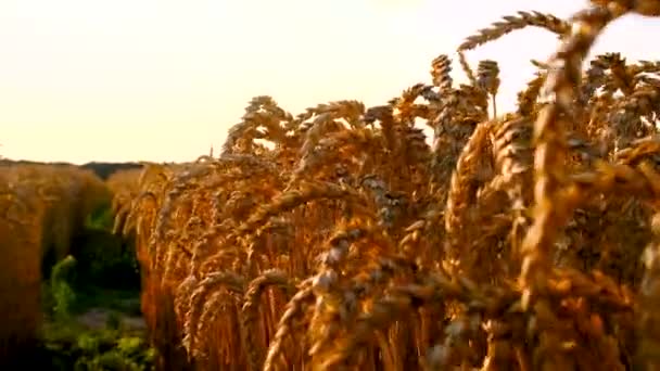 Espiguetas Trigo Que Cultivam Colheita Campo Foco Seletivo Natureza — Vídeo de Stock