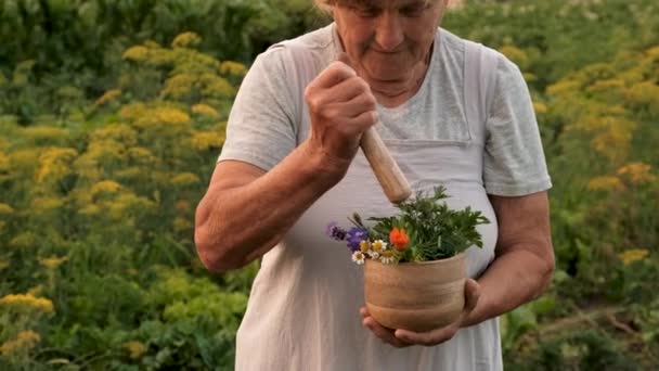 Babcia Leczniczymi Ziołami Wybiórcze Skupienie Przyroda — Wideo stockowe