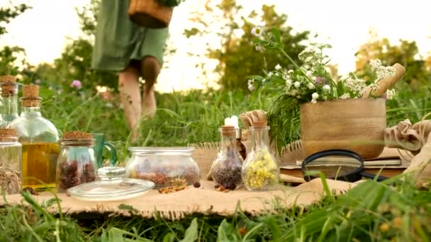 女性は牧草地に薬草を収集する 選択的な焦点 ネイチャー — ストック動画