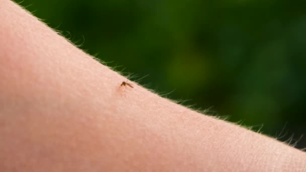 Nyamuk Menggigit Tangan Untuk Membunuh Fokus Selektif Alam — Stok Video