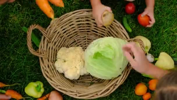 Familie Oogst Groenten Een Mand Tuin Selectieve Focus Voedsel — Stockvideo
