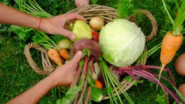 Rodzina Zbiera Warzywa Koszyku Ogrodzie Wybiórcze Skupienie Żywność — Wideo stockowe