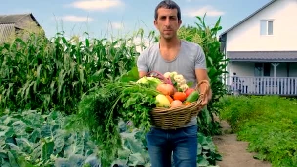 Hombre Agricultor Con Verduras Jardín Enfoque Selectivo Comida — Vídeo de stock