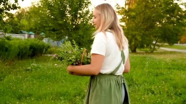 Une Femme Collecte Des Herbes Médicinales Dans Prairie Concentration Sélective — Video