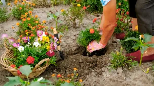 Großmutter Pflanzt Blumen Garten Selektiver Fokus Natur — Stockvideo