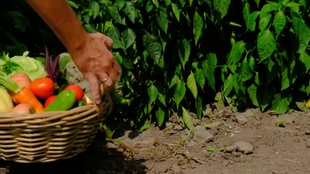 Mužský Farmář Zeleninou Zahradě Selektivní Soustředění Jídlo — Stock video