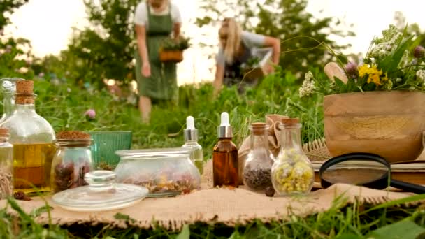 Женщина Собирает Лекарственные Травы Лугу Выборочный Фокус Природа — стоковое видео