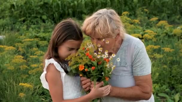 Şifalı Bitkilerle Büyükanne Torun Seçici Odaklanma Doğa — Stok video