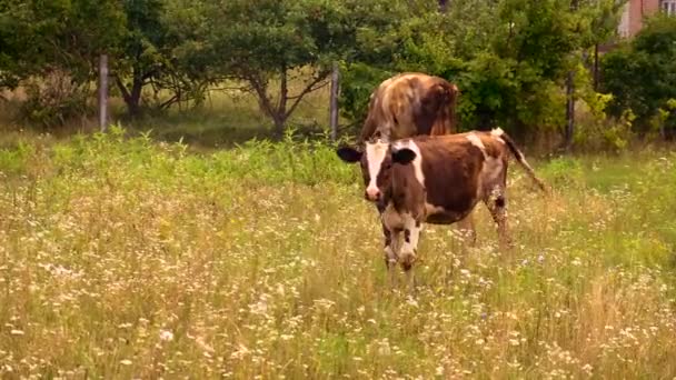 Vaca Está Pastando Granja Enfoque Selectivo Naturaleza — Vídeo de stock