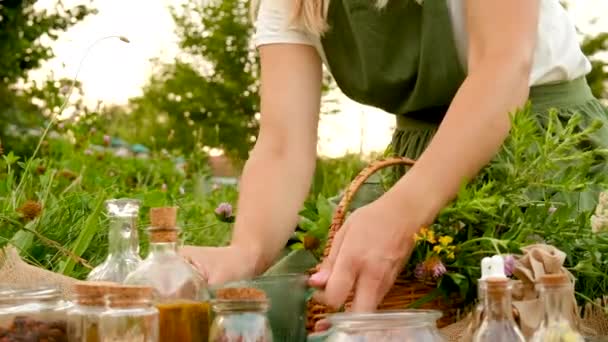 Woman Collects Medicinal Herbs Meadow Selective Focus Nature — Stock Video