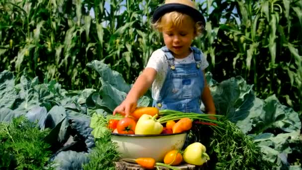 庭に野菜のある子供 選択的フォーカス — ストック動画