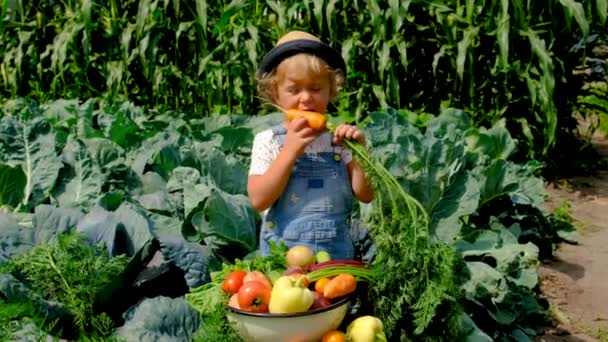 Kind Mit Gemüse Garten Selektiver Fokus Natur — Stockvideo