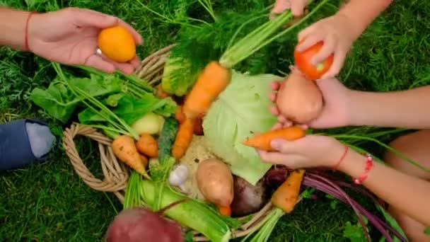 Οικογένεια Μαζεύει Λαχανικά Ένα Καλάθι Στον Κήπο Επιλεκτική Εστίαση Τρόφιμα — Αρχείο Βίντεο